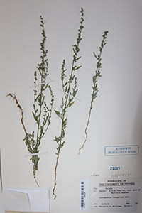 Herbarium Sheet of RENO 24425